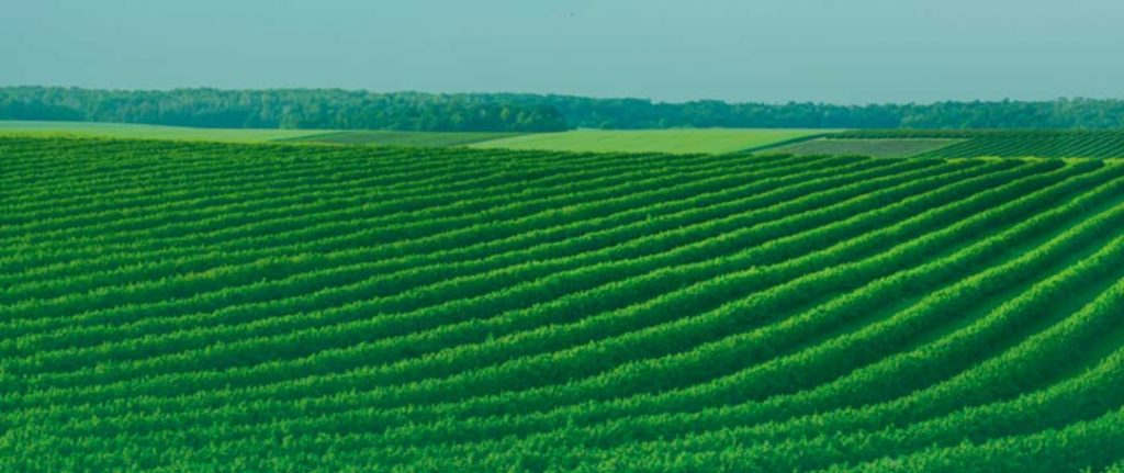 Campo com plantação